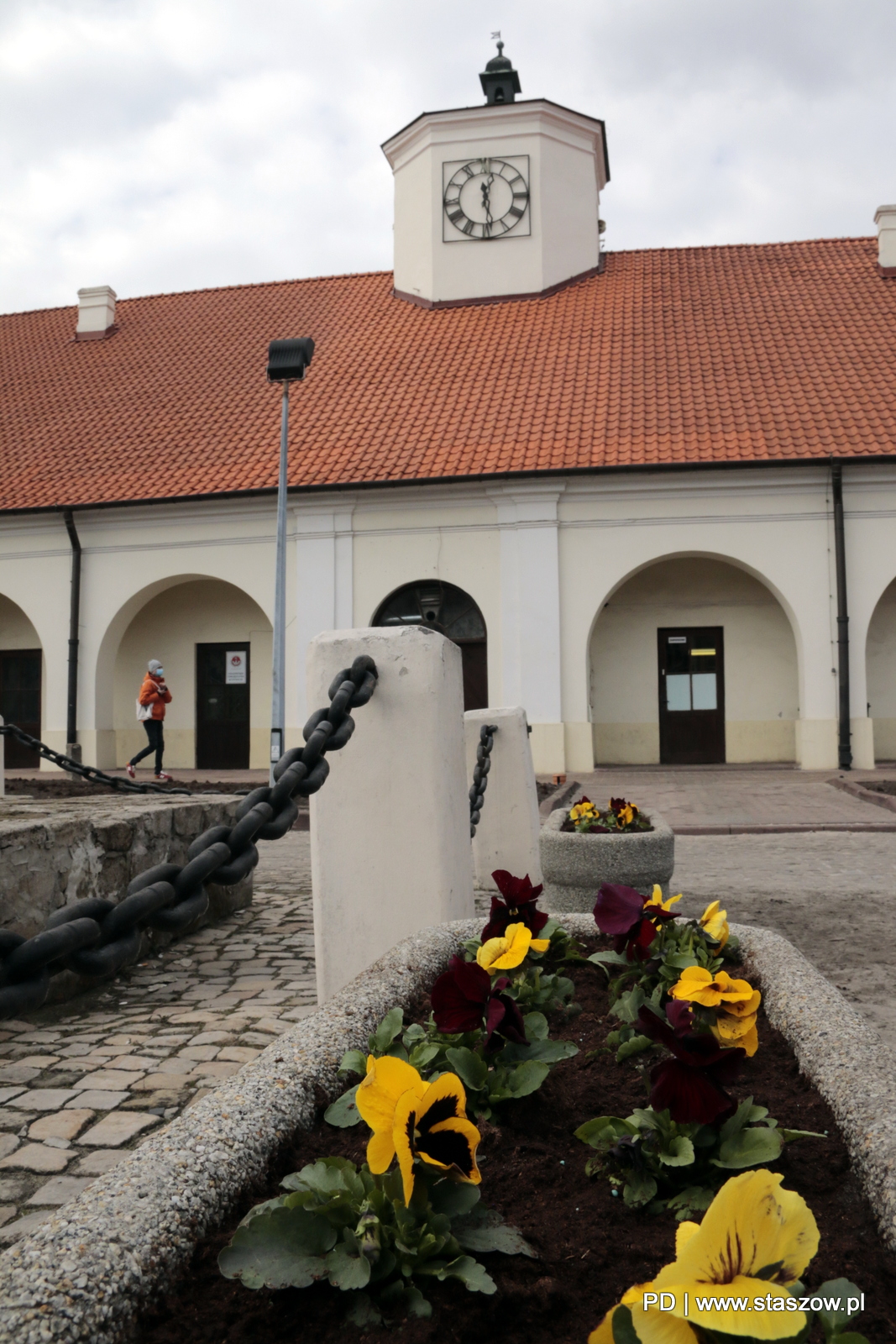 Tysiąc bratków posadzono w Staszowie 