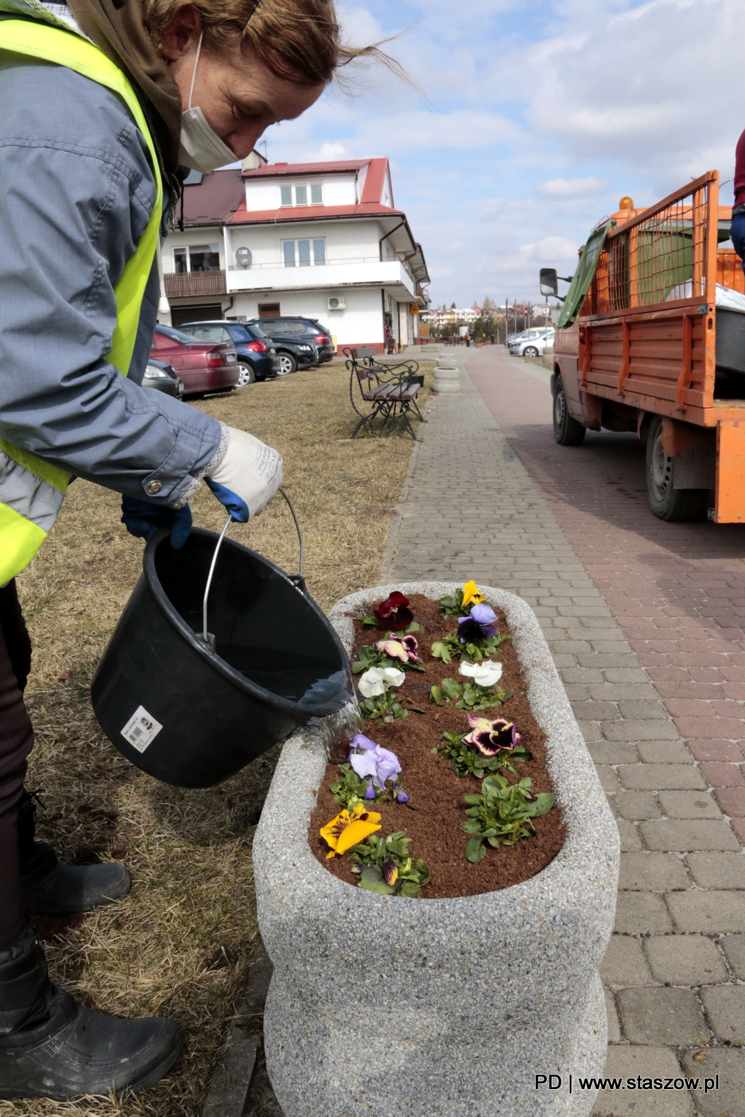 Tysiąc bratków posadzono w Staszowie 