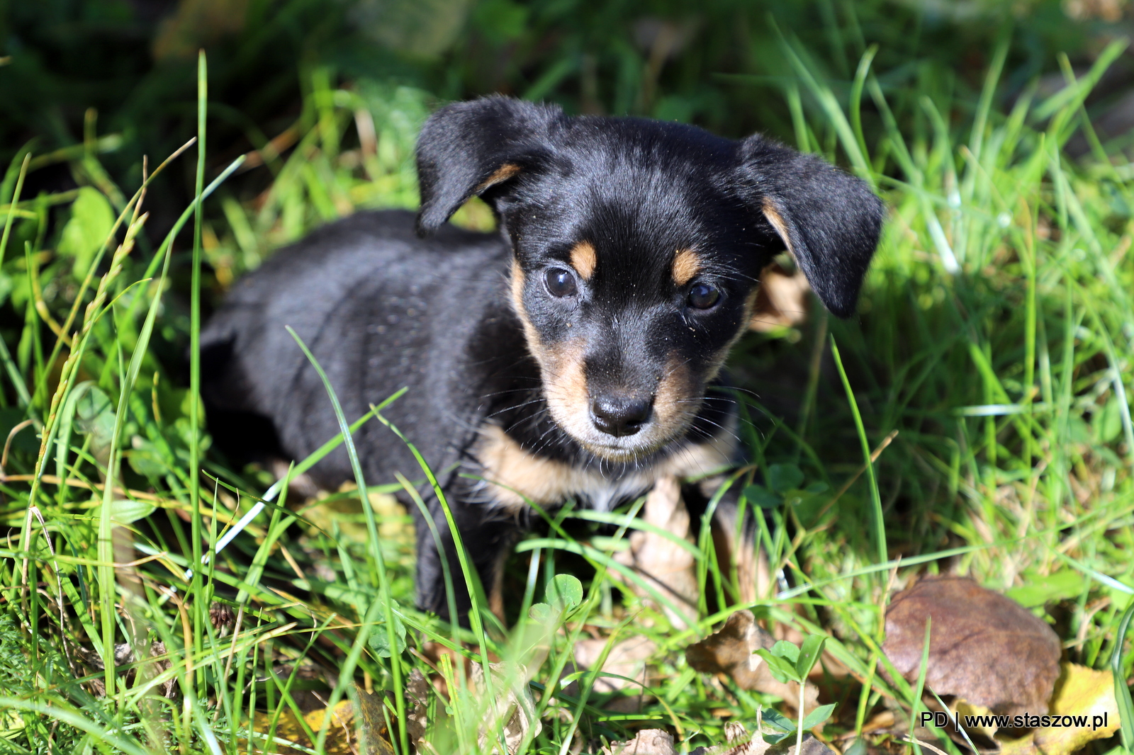 Urocza suczka i szczeniaczki do adopcji