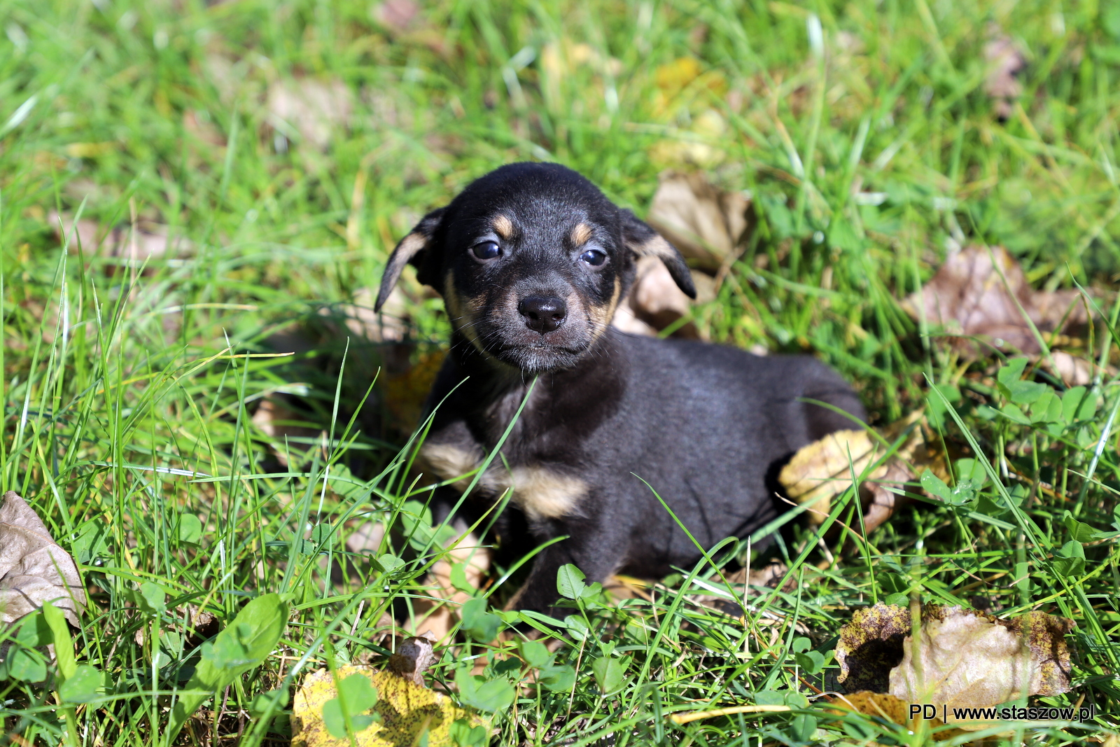 Urocza suczka i szczeniaczki do adopcji