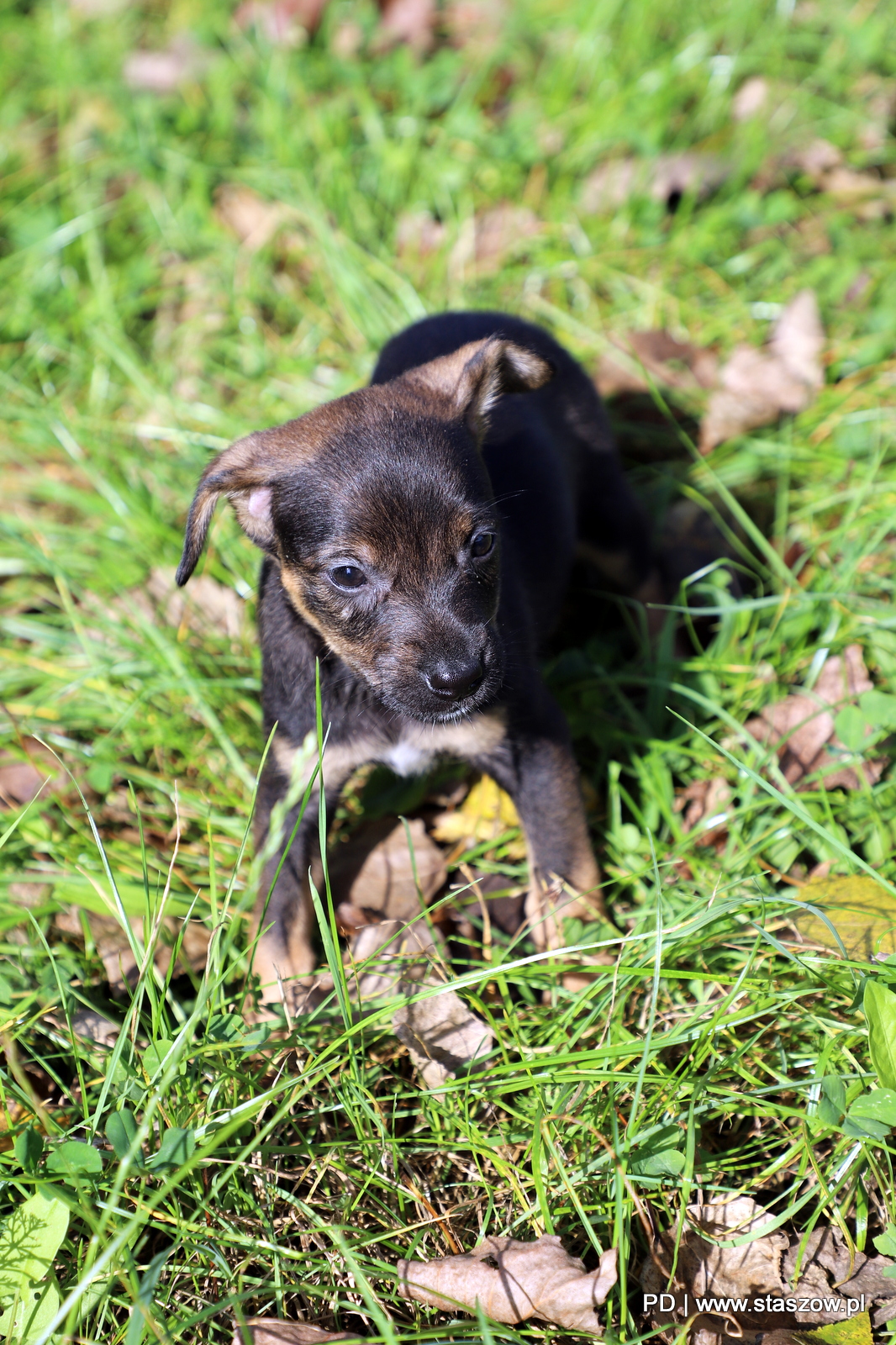 Urocza suczka i szczeniaczki do adopcji