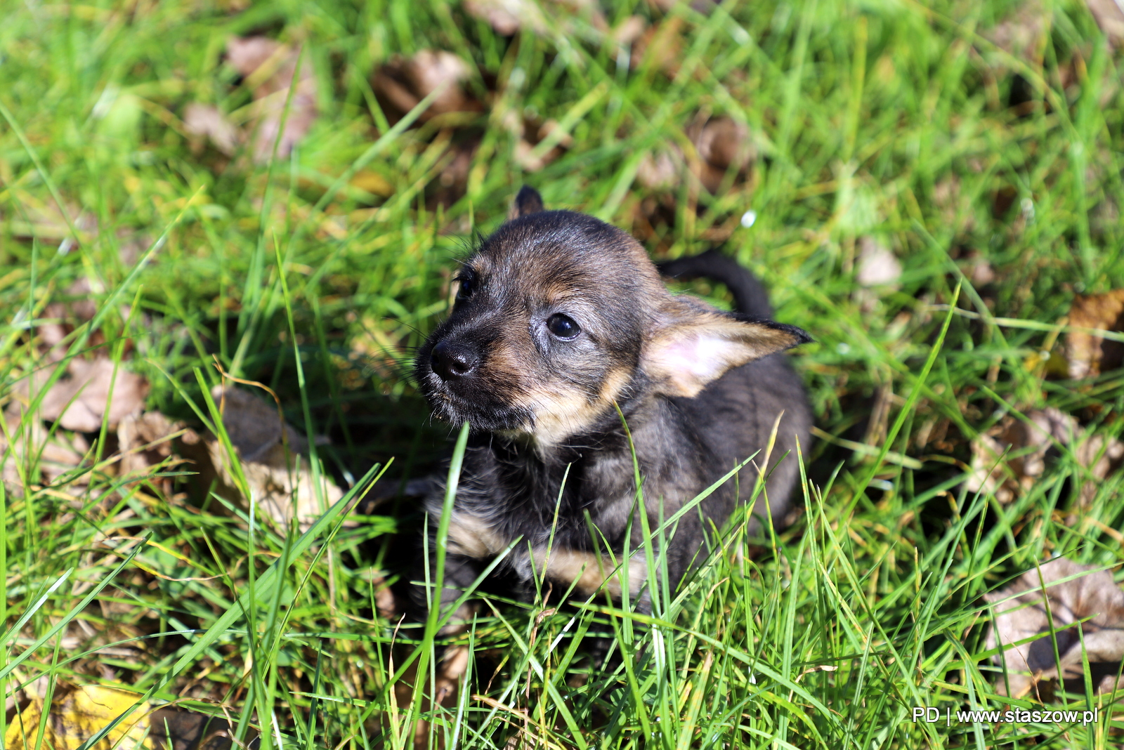 Urocza suczka i szczeniaczki do adopcji