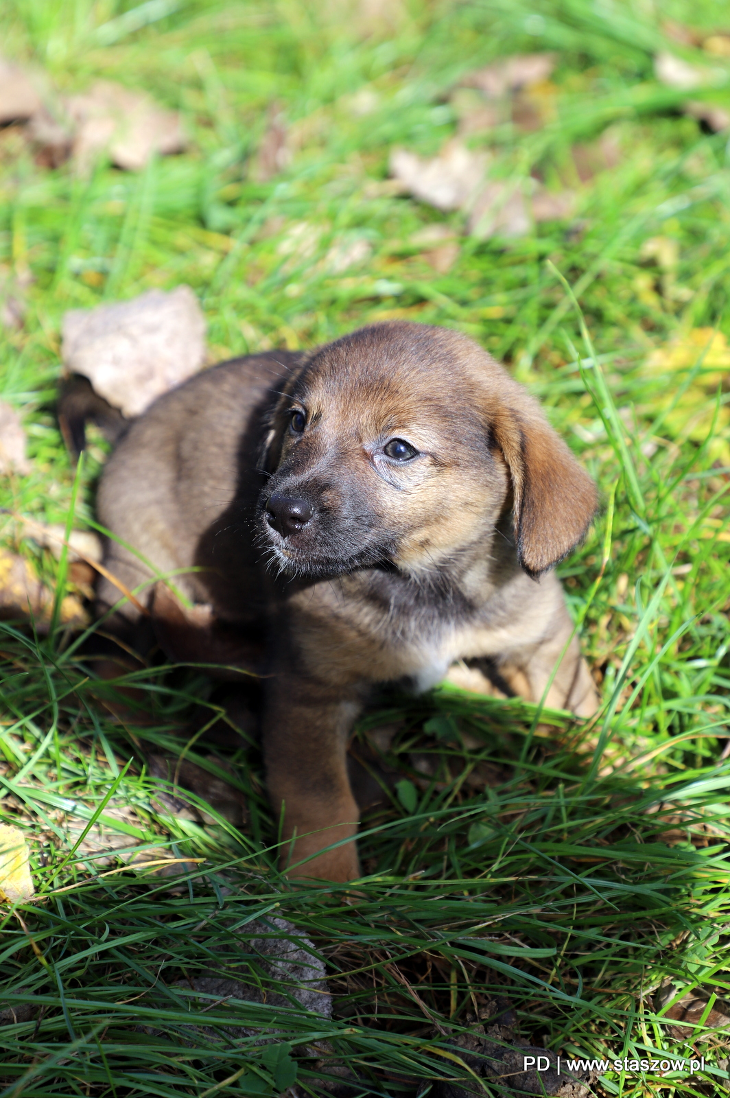 Urocza suczka i szczeniaczki do adopcji
