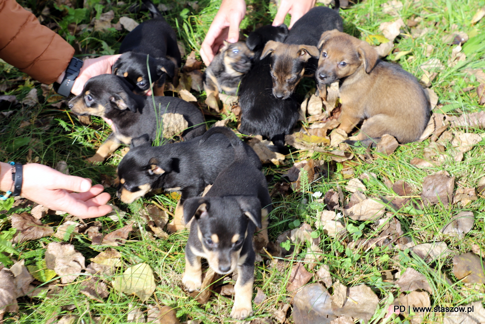 Urocza suczka i szczeniaczki do adopcji